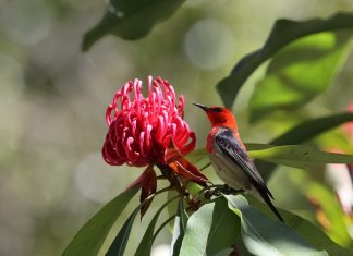 December bird of the month: Scarlet honeyeater