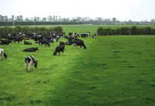 Cattle producers get the green light for virtual fencing