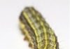 Farmers urged to keep an eye out for armyworms