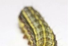 Farmers urged to keep an eye out for armyworms