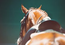 Pony club championships at Sale