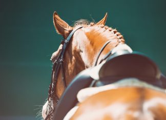 Pony club championships at Sale