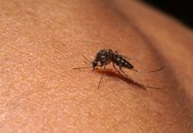 Protect against mozzies following Loch Sport RRV detection