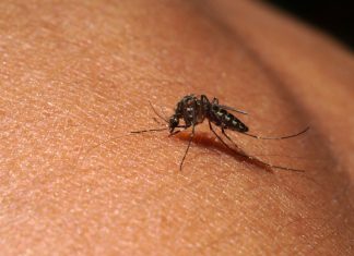 Protect against mozzies following Loch Sport RRV detection