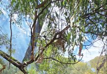 Crews scale up Dargo fire fight