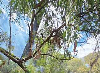 Crews scale up Dargo fire fight
