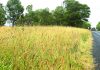 High grass, high farce across Traralgon-Maffra Road