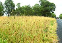 High grass, high farce across Traralgon-Maffra Road