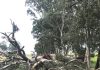 Road maintenance in spotlight after tree fall