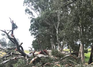 Road maintenance in spotlight after tree fall