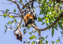 UPDATED: McIntosh Drive to be closed to protect heat-stressed flying foxes