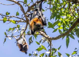 McIntosh Drive to be closed to protect heat-stressed flying foxes