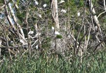 Ibis island eyesore?