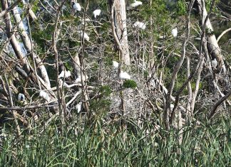 Ibis island eyesore?