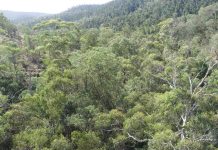 Opinion: Intervention not needed to reduce tree density