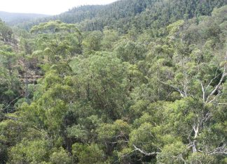 Opinion: Intervention not needed to reduce tree density