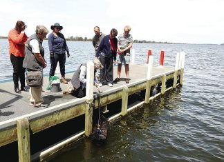 Cause for shell-ebration: UN-recognised shellfish reefs thriving in Gippsland Lakes
