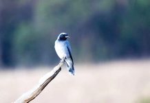 Bird of the month: Black-faced cuckoo-shrike
