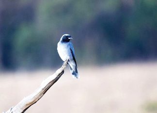 Bird of the month: Black-faced cuckoo-shrike
