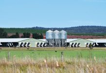 Stink over Rosedale broiler farm