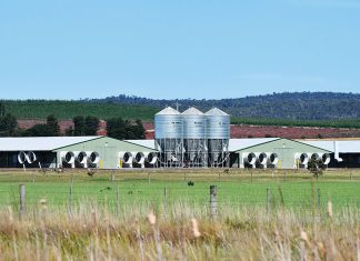 Stink over Rosedale broiler farm