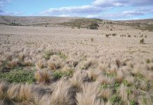Invasive tussock to spread further in drought conditions