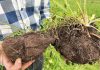 Building resilience through soil