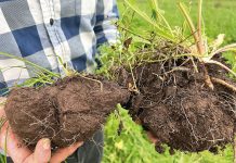 Building resilience through soil
