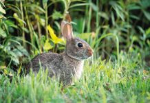 Too many rabbits in Gippsland, causing havoc for local farmers