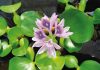 Keep an eye out for highly invasive water hyacinth