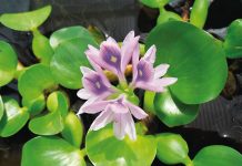 Keep an eye out for highly invasive water hyacinth