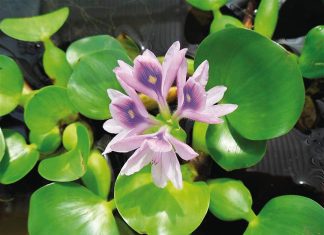 Keep an eye out for highly invasive water hyacinth