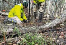 Plant protection and Glenmaggie conservation
