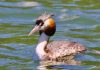 April Bird of the Month: Great crested grebe
