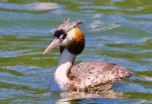 April Bird of the Month: Great crested grebe