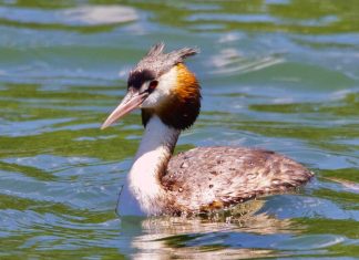 April Bird of the Month: Great crested grebe