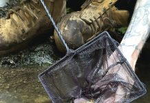 First ever stocking for critically-endangered Gippsland fish