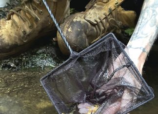 First ever stocking for critically-endangered Gippsland fish