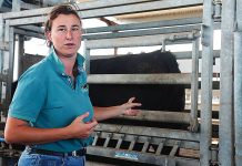 From horses to herds: Vet finds her calling in cattle