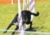 Dogs put through their paces