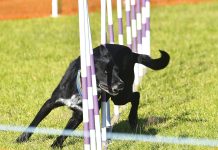 Dogs put through their paces