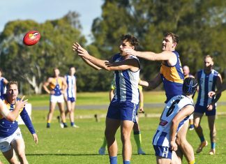 Cougars out-gun Roos