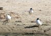 Big returns for the Gippsland Lakes’ small birds