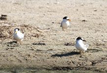 Big returns for the Gippsland Lakes’ small birds