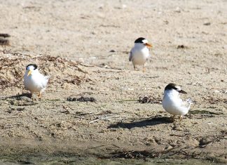 Big returns for the Gippsland Lakes’ small birds