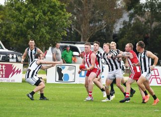 Swans on the board