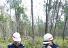 Illegal firewood – the cost is wild