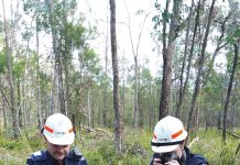 Illegal firewood – the cost is wild