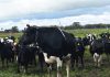 Mixed response to farmgate milk prices
