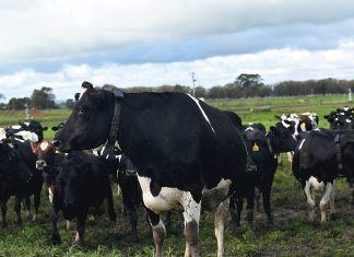 Mixed response to farmgate milk prices